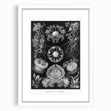 Modern Wall Art - Ernst Haeckel’s Ascomycetes Illustration