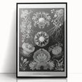 Modern Wall Art - Ernst Haeckel’s Ascomycetes Illustration