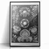 Modern Wall Art - Ernst Haeckel’s Ascomycetes Illustration
