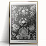 Modern Wall Art - Ernst Haeckel’s Ascomycetes Illustration