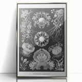 Modern Wall Art - Ernst Haeckel’s Ascomycetes Illustration