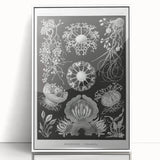 Modern Wall Art - Ernst Haeckel’s Ascomycetes Illustration