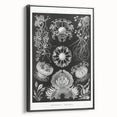 Modern Wall Art - Ernst Haeckel’s Ascomycetes Illustration