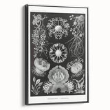 Modern Wall Art - Ernst Haeckel’s Ascomycetes Illustration