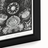 Modern Wall Art - Ernst Haeckel’s Ascomycetes Illustration