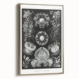 Modern Wall Art - Ernst Haeckel’s Ascomycetes Illustration