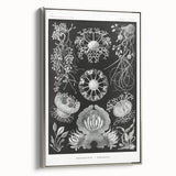 Modern Wall Art - Ernst Haeckel’s Ascomycetes Illustration