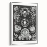 Modern Wall Art - Ernst Haeckel’s Ascomycetes Illustration