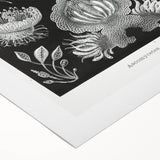 Modern Wall Art - Ernst Haeckel’s Ascomycetes Illustration