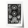 Modern Wall Art - Ernst Haeckel’s Ascomycetes Illustration
