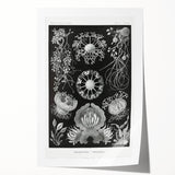 Modern Wall Art - Ernst Haeckel’s Ascomycetes Illustration