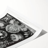 Modern Wall Art - Ernst Haeckel’s Ascomycetes Illustration