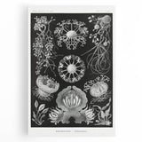 Modern Wall Art - Ernst Haeckel’s Ascomycetes Illustration