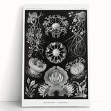Modern Wall Art - Ernst Haeckel’s Ascomycetes Illustration