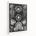 Modern Wall Art - Ernst Haeckel’s Ascomycetes Illustration