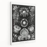 Modern Wall Art - Ernst Haeckel’s Ascomycetes Illustration