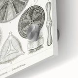Modern Wall Art - Ernst Haeckel’s Diatomea Illustration Print