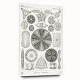 Modern Wall Art - Ernst Haeckel’s Diatomea Illustration Print