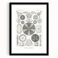 Modern Wall Art - Ernst Haeckel’s Diatomea Illustration Print