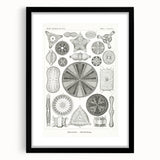 Modern Wall Art - Ernst Haeckel’s Diatomea Illustration Print