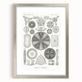 Modern Wall Art - Ernst Haeckel’s Diatomea Illustration Print