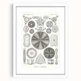 Modern Wall Art - Ernst Haeckel’s Diatomea Illustration Print