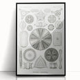 Modern Wall Art - Ernst Haeckel’s Diatomea Illustration Print
