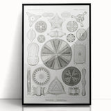 Modern Wall Art - Ernst Haeckel’s Diatomea Illustration Print
