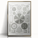 Modern Wall Art - Ernst Haeckel’s Diatomea Illustration Print