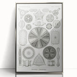 Modern Wall Art - Ernst Haeckel’s Diatomea Illustration Print