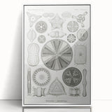 Modern Wall Art - Ernst Haeckel’s Diatomea Illustration Print
