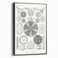 Modern Wall Art - Ernst Haeckel’s Diatomea Illustration Print
