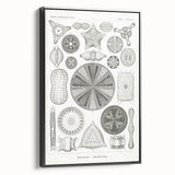 Modern Wall Art - Ernst Haeckel’s Diatomea Illustration Print