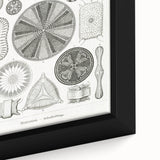 Modern Wall Art - Ernst Haeckel’s Diatomea Illustration Print
