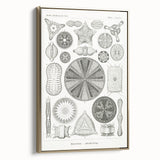 Modern Wall Art - Ernst Haeckel’s Diatomea Illustration Print