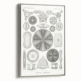Modern Wall Art - Ernst Haeckel’s Diatomea Illustration Print