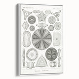 Modern Wall Art - Ernst Haeckel’s Diatomea Illustration Print