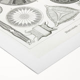 Modern Wall Art - Ernst Haeckel’s Diatomea Illustration Print