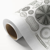 Modern Wall Art - Ernst Haeckel’s Diatomea Illustration Print