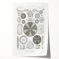Modern Wall Art - Ernst Haeckel’s Diatomea Illustration Print