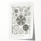 Modern Wall Art - Ernst Haeckel’s Diatomea Illustration Print