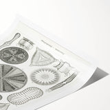 Modern Wall Art - Ernst Haeckel’s Diatomea Illustration Print