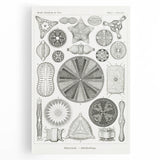 Modern Wall Art - Ernst Haeckel’s Diatomea Illustration Print