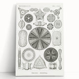 Modern Wall Art - Ernst Haeckel’s Diatomea Illustration Print
