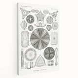 Modern Wall Art - Ernst Haeckel’s Diatomea Illustration Print