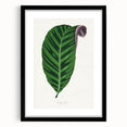 Romantic Calathea Zebrina Leaf - Historical Romanticism Canvas