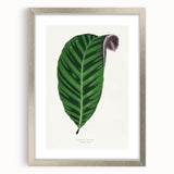 Romantic Calathea Zebrina Leaf - Historical Romanticism Canvas