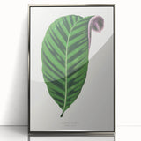 Romantic Calathea Zebrina Leaf - Historical Romanticism Canvas