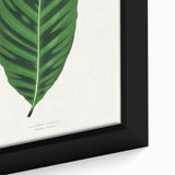 Romantic Calathea Zebrina Leaf - Historical Romanticism Canvas