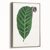 Romantic Calathea Zebrina Leaf - Historical Romanticism Canvas